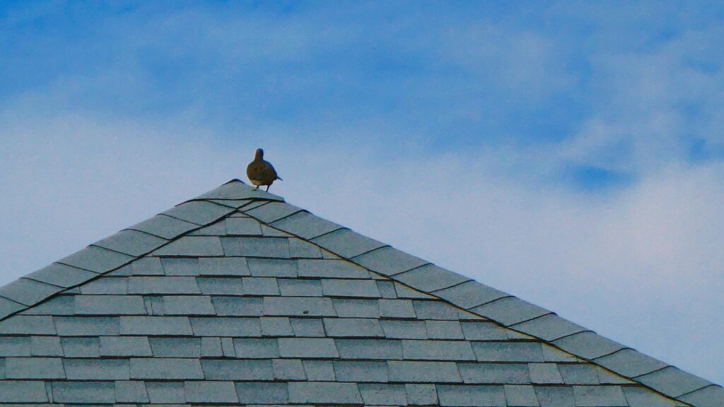 A bird sat on a shingled roof