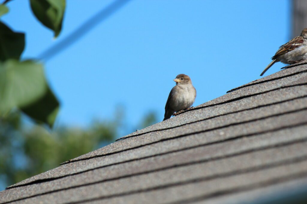 A bird perched on a roof 