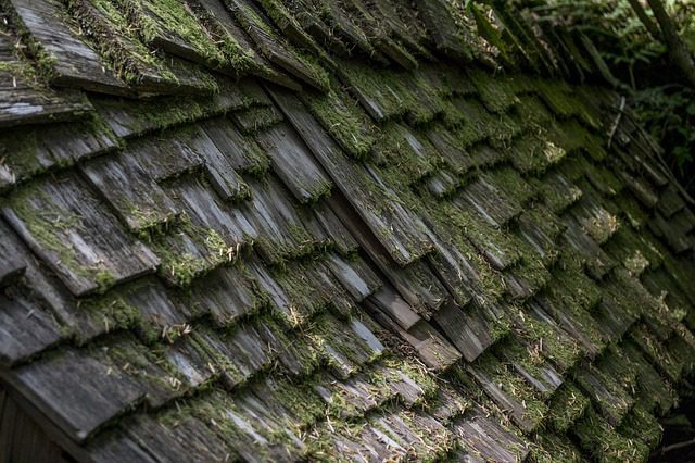 Wooden shingles damaged by moss growth