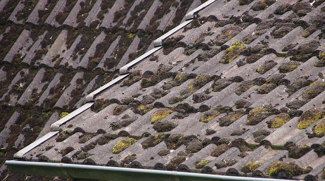 Moss damage on a roof